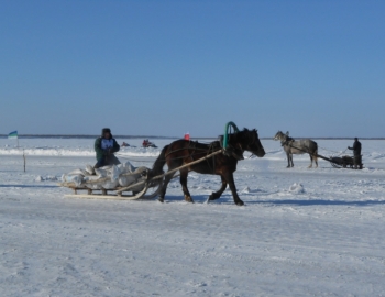 В Усть-Цилемском районе состоялись ежегодные межрайонные соревнования по конному спорту